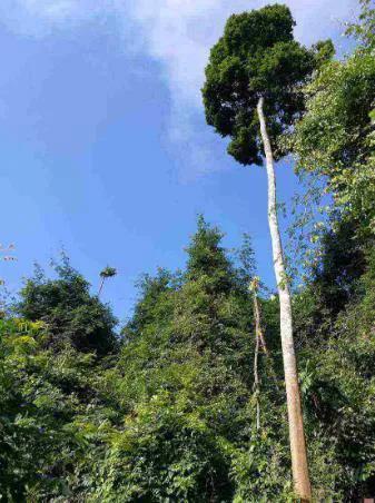 我国一级保护植物有哪些名称