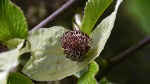我国一级保护植物有哪些名称