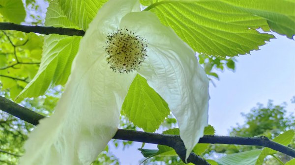 我国一级保护植物有哪些名称