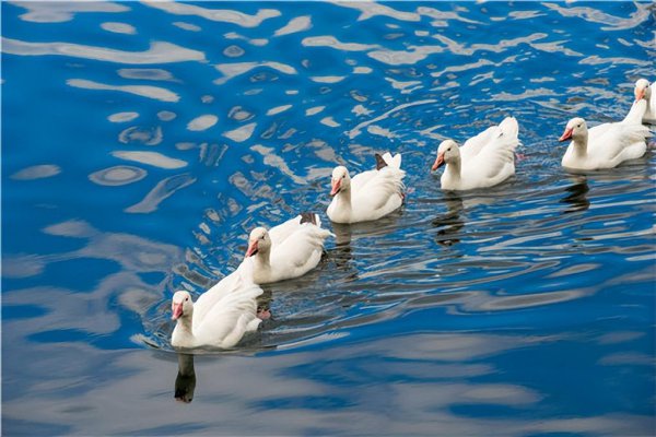 宠物柯尔鸭多少钱一只