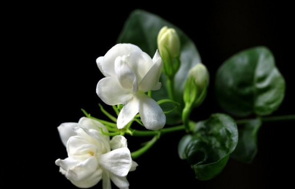 突尼斯是哪个洲的国家