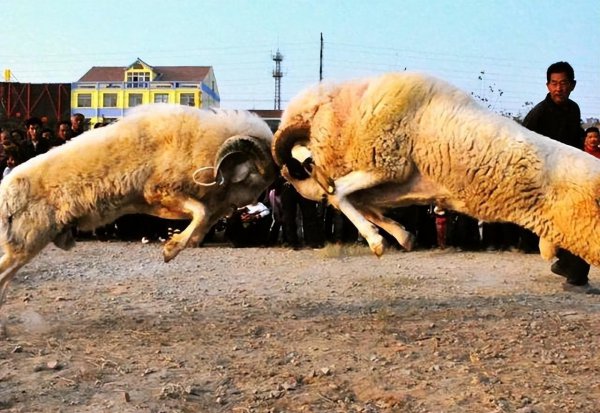 突尼斯是哪个洲的国家