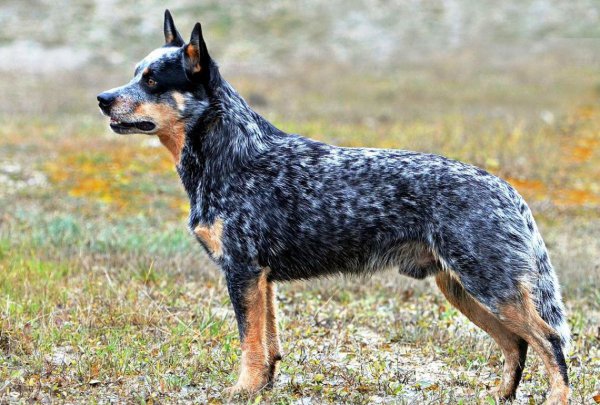 狗狗智商排名前十