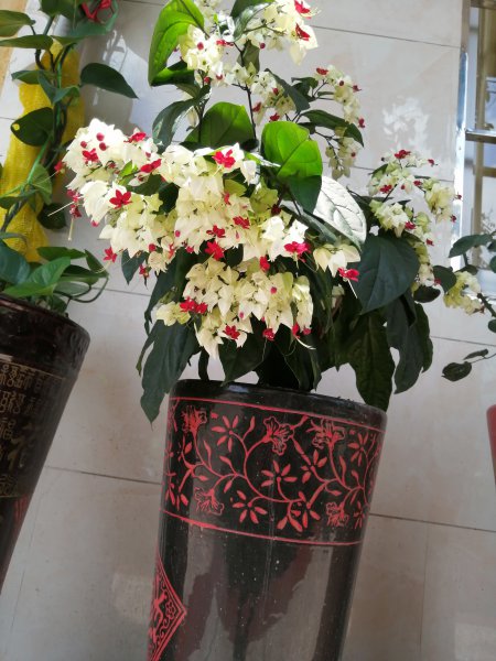 九龙吐珠什么意思与寓意