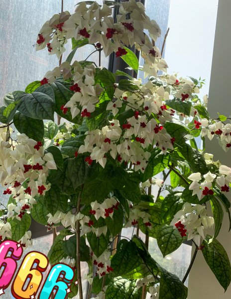 九龙吐珠什么意思与寓意