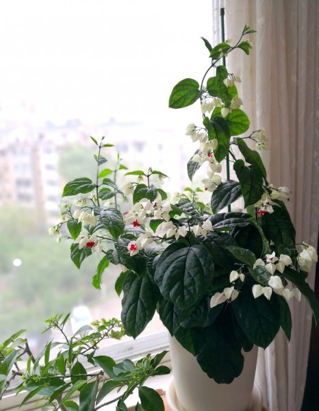 九龙吐珠什么意思与寓意