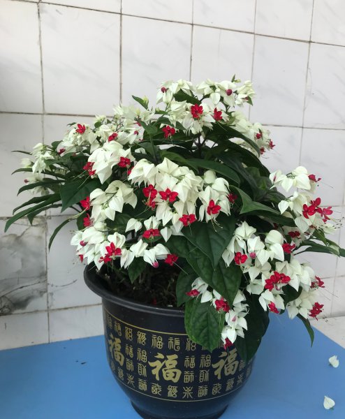 九龙吐珠什么意思与寓意