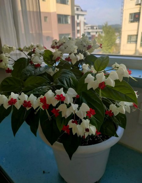 九龙吐珠什么意思与寓意