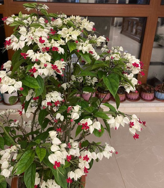 九龙吐珠什么意思与寓意