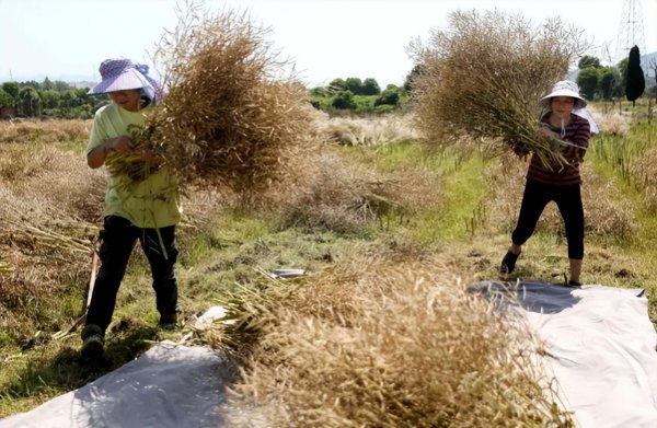 菜籽什么时候收割比较好