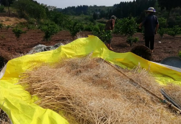 菜籽什么时候收割比较好