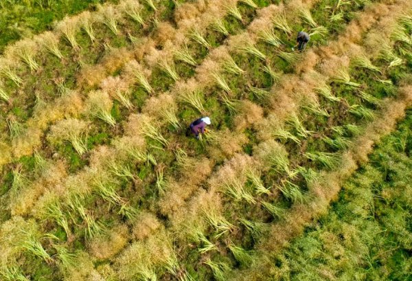 菜籽什么时候收割比较好