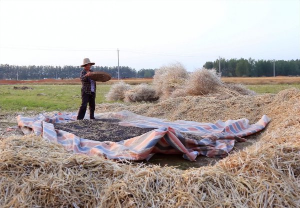 菜籽什么时候收割比较好