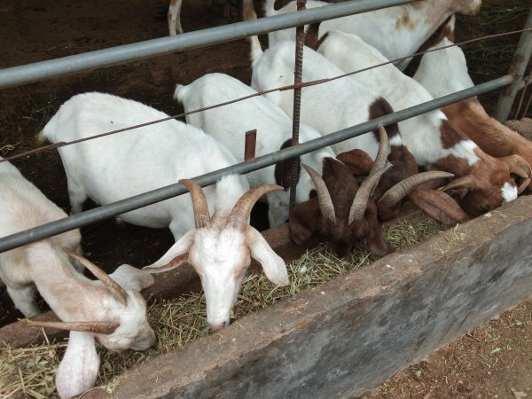 什么树叶喂羊营养最好