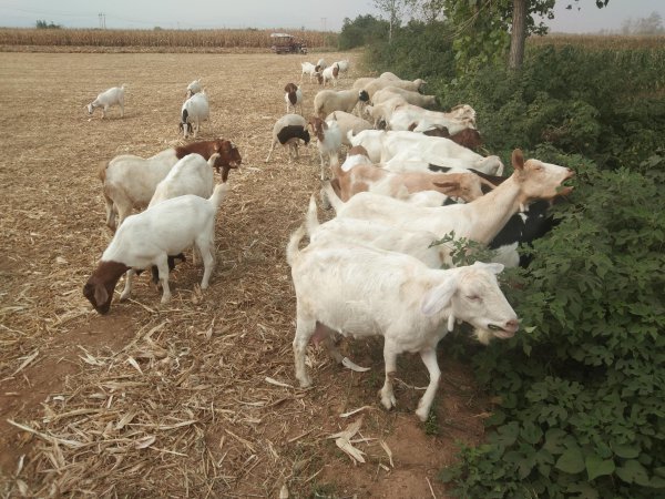 什么树叶喂羊营养最好