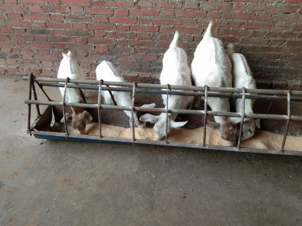 什么树叶喂羊营养最好