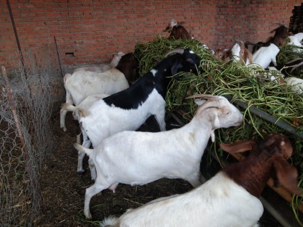 什么树叶喂羊营养最好