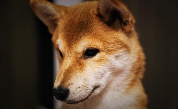 十大最护主的狗排行