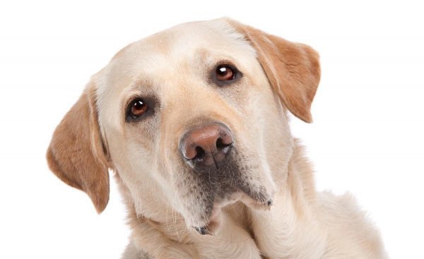 十大最护主的狗排行