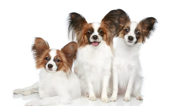 十大最护主的狗排行