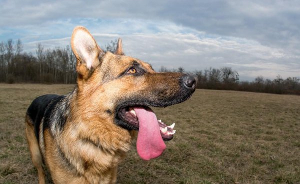 十大最护主的狗排行
