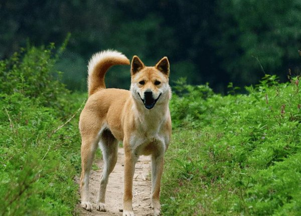 十大最护主的狗排行