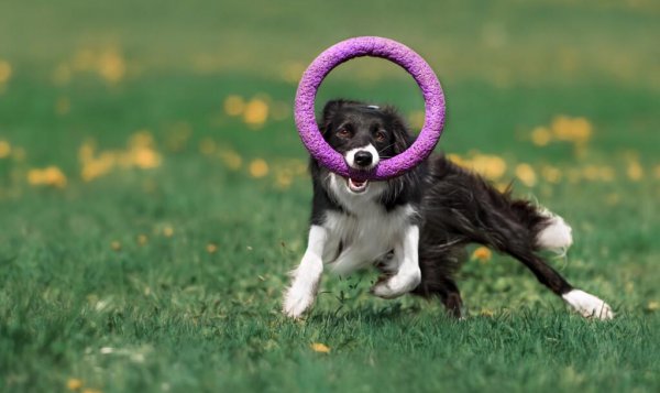 十大最护主的狗排行