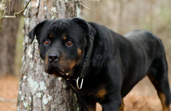 十大最护主的狗排行