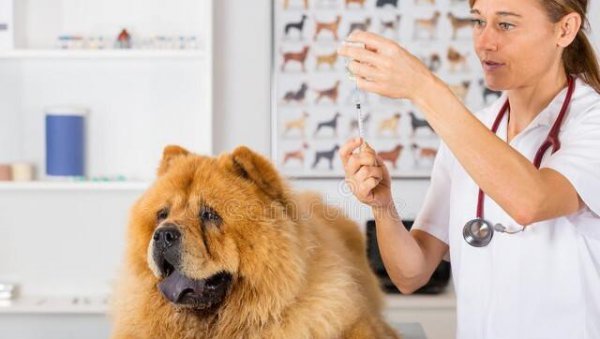 十大最护主的狗排行