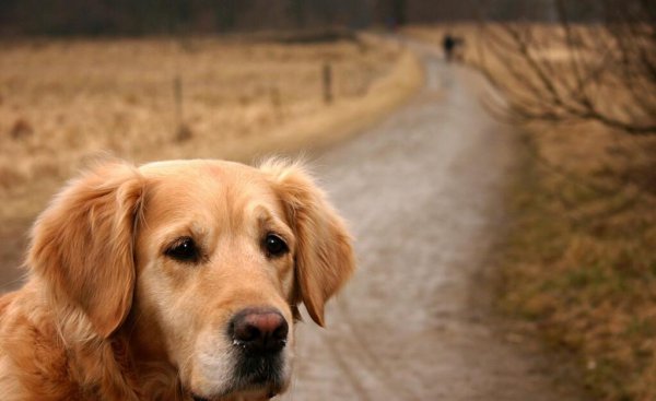十大最护主的狗排行