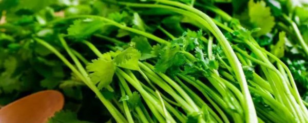 香菜容易烂怎么保存不发霉