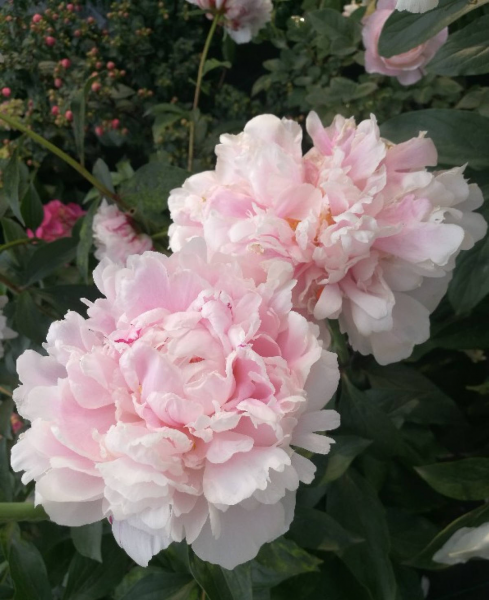 芍药和牡丹有什么关系