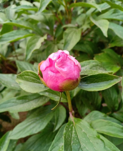 芍药和牡丹有什么关系