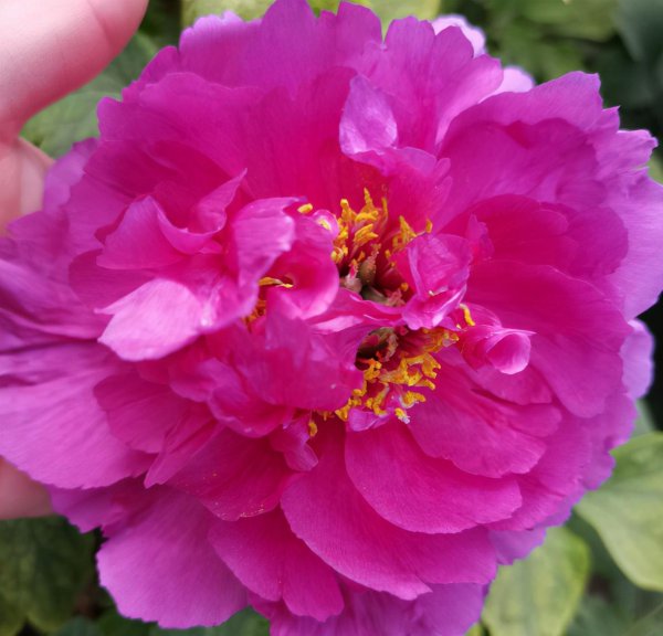 芍药和牡丹有什么关系