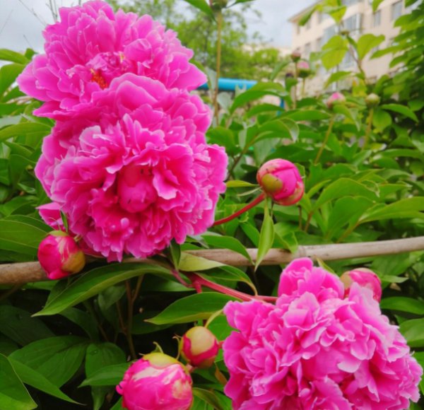 芍药和牡丹有什么关系