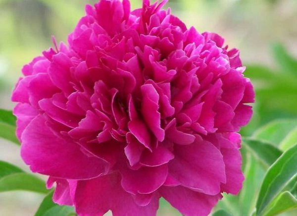 芍药和牡丹有什么关系