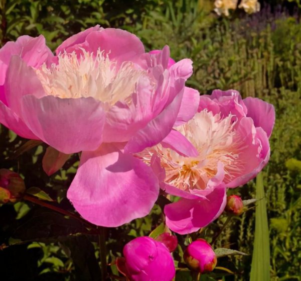 芍药和牡丹有什么关系