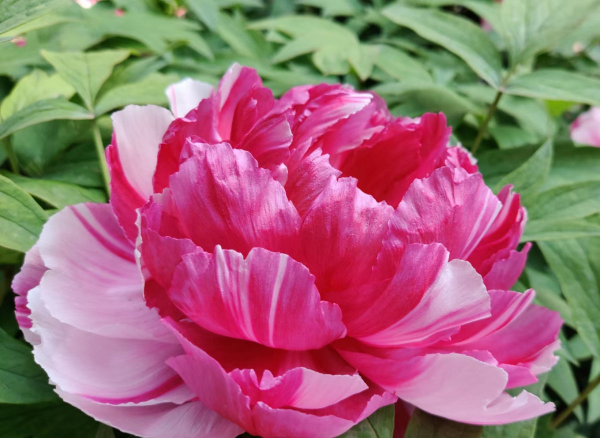 芍药和牡丹有什么关系