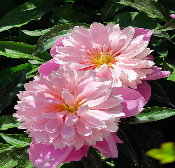 芍药和牡丹有什么关系