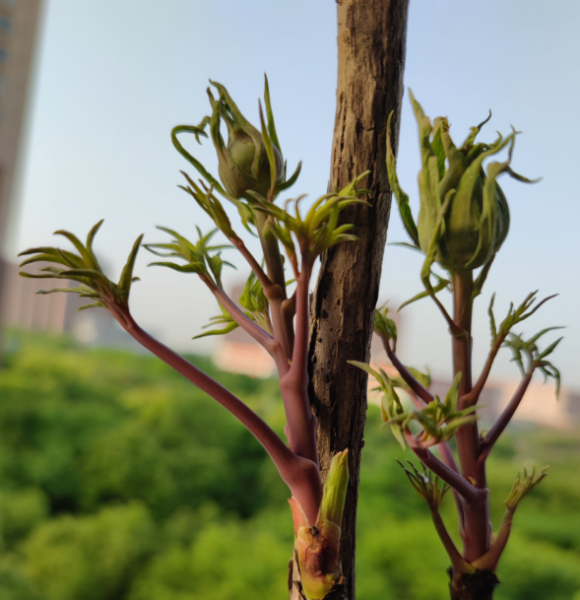 芍药和牡丹有什么关系