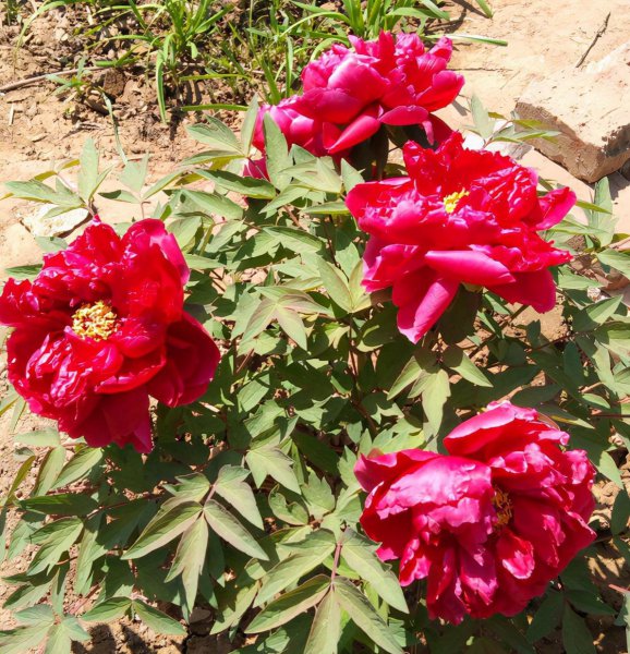 芍药和牡丹有什么关系