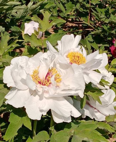 芍药和牡丹有什么关系