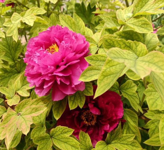 芍药和牡丹有什么关系