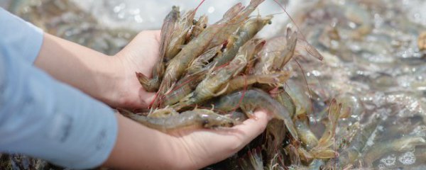 怎么辨别虾的好坏