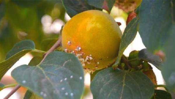 柿子树上的白点怎么治