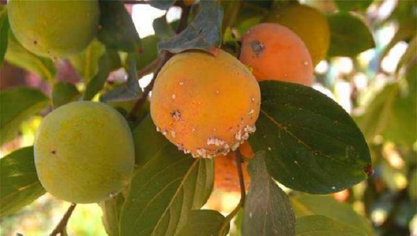 柿子树上的白点怎么治