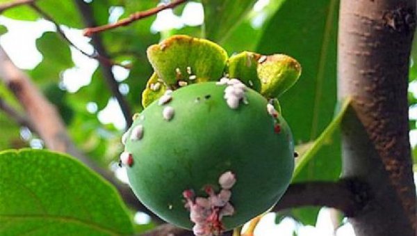 柿子树上的白点怎么治