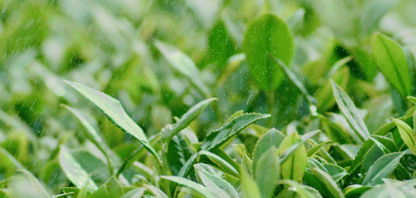 乌龙茶有哪些品种值得品尝