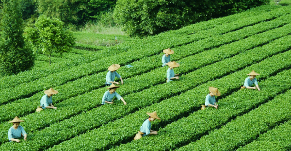 乌龙茶有哪些品种值得品尝