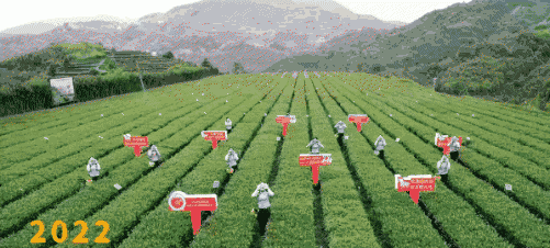 乌龙茶有哪些品种值得品尝